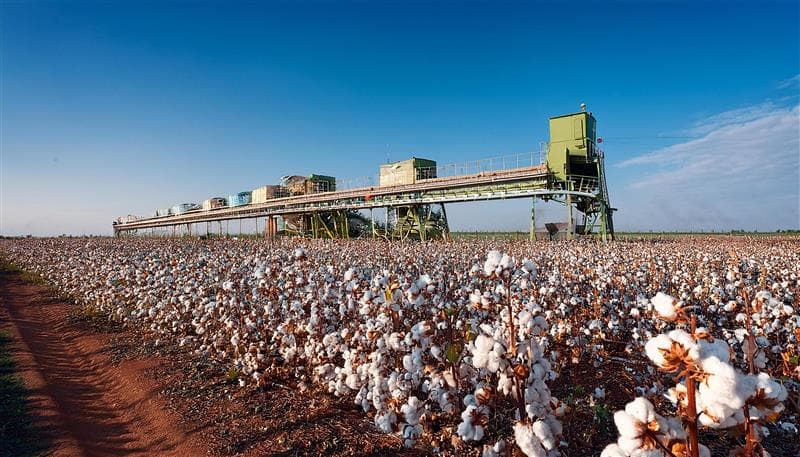 Cotton in Data: What DataLiner’s Numbers Reveal About the Global Commodity Market